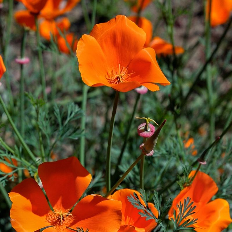 California Poppy