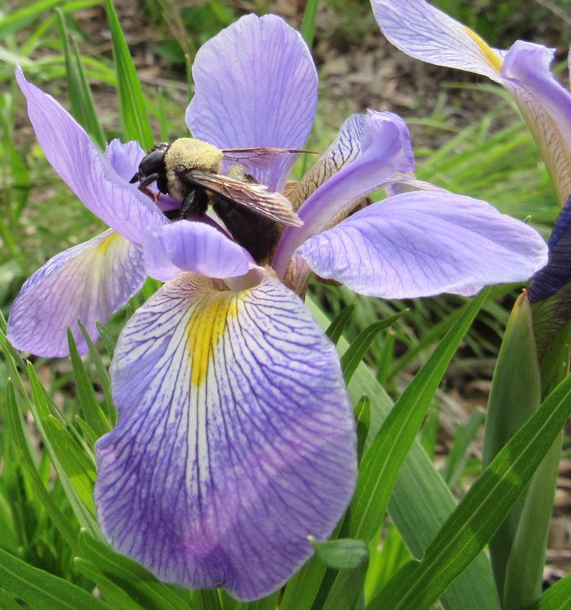 Douglas Iris