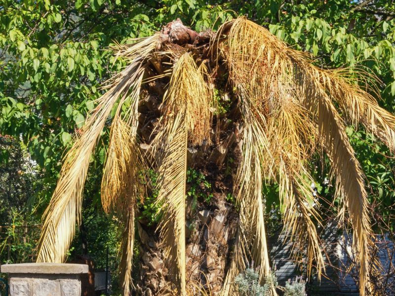 Alkaline Soil Can Cause Problems You Notice In The Fronds