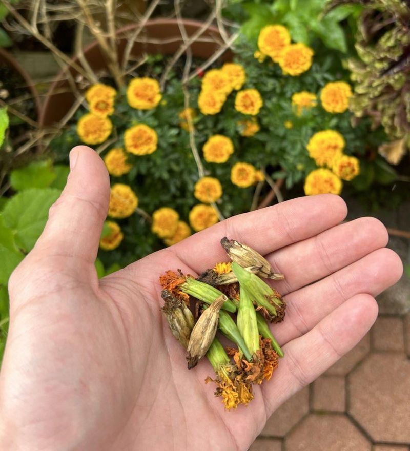 Removing Spent Blooms Keeps The Flower Show Going Longer