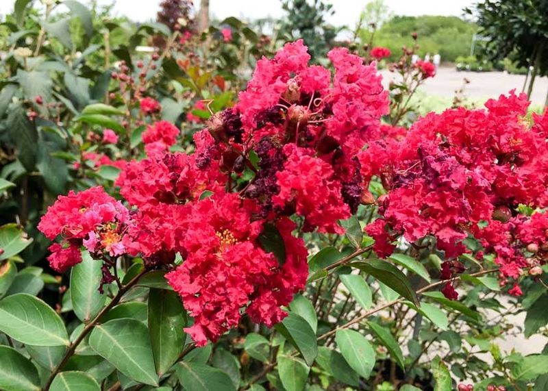 Victor Fits Narrow Spaces With Bold Red Color