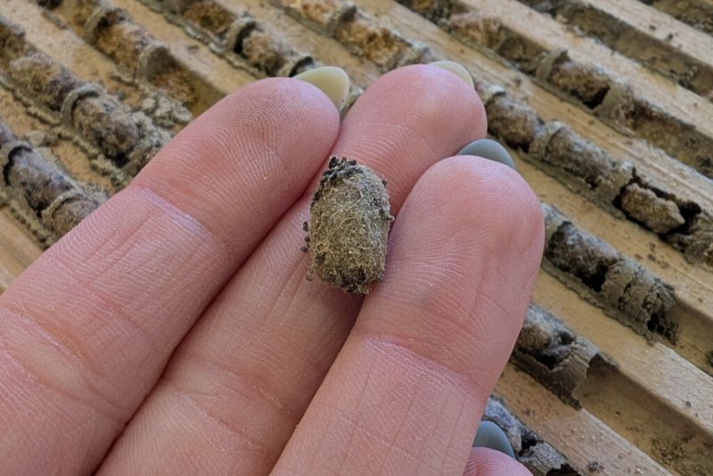 Clean Cocoons Yearly