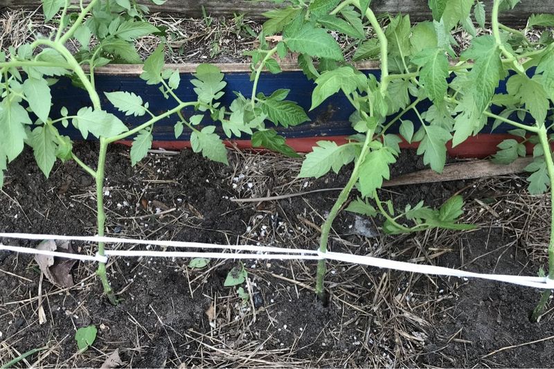 Florida Gardeners Win With Early Tomato Starts