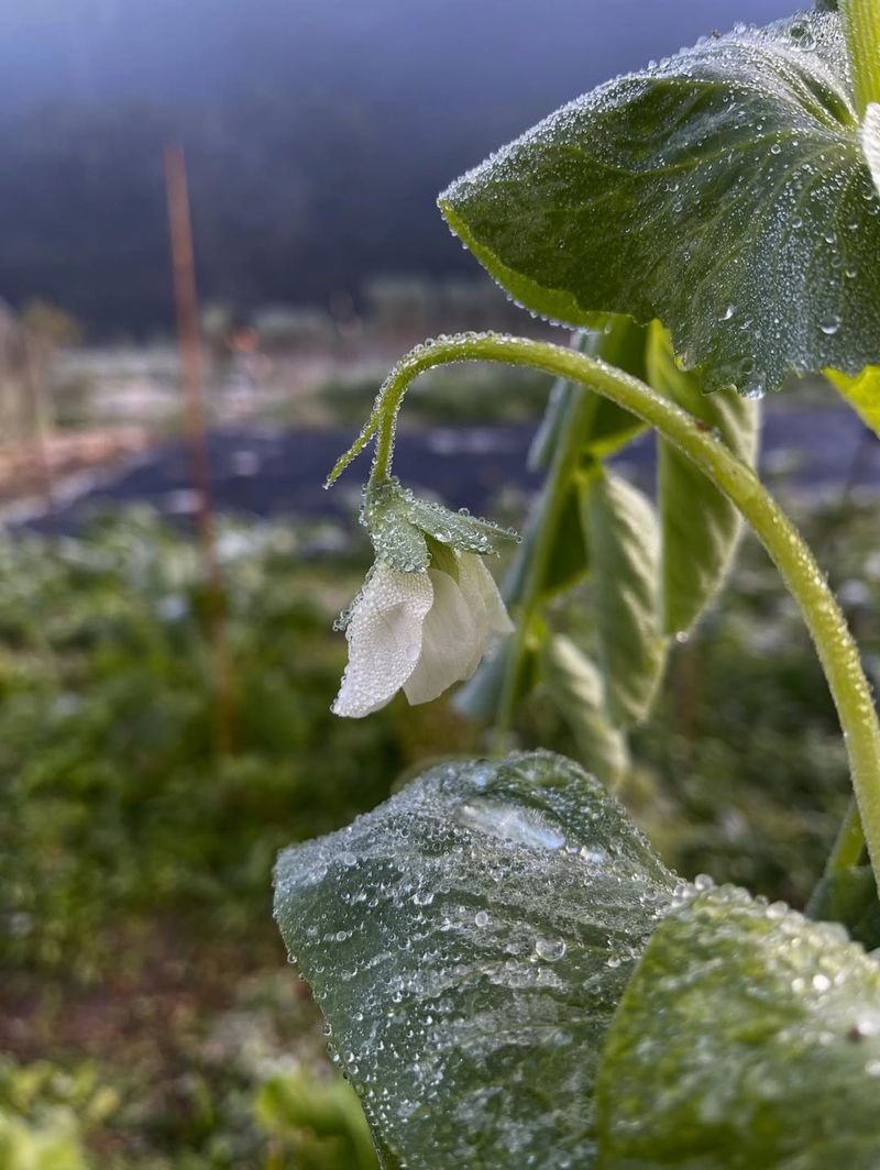 Protects Plants From Frost Damage