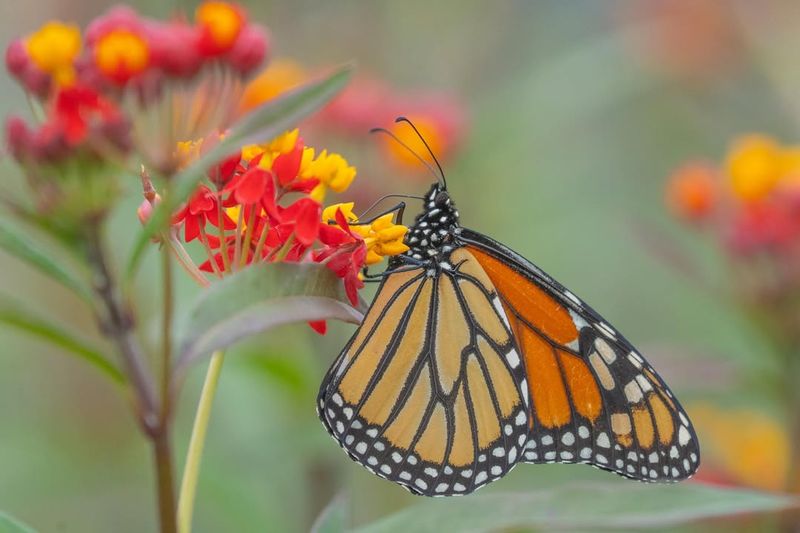 How Gardeners Can Support Monarchs In March