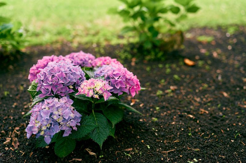 Healthy Roots Come Before Heavy Blooms