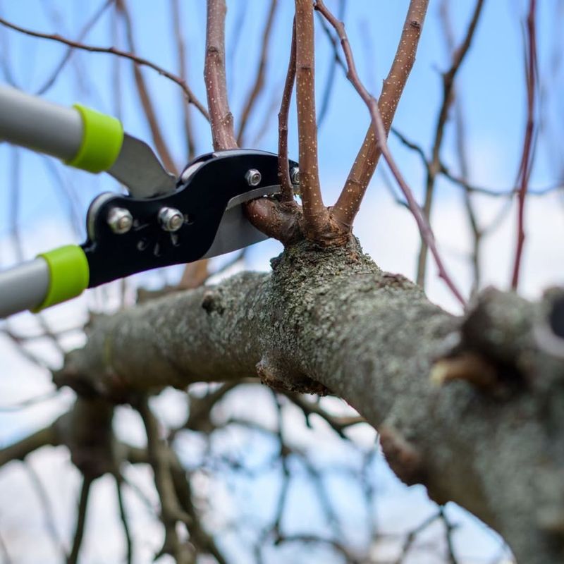Fruit Trees Require True Pruning, Not Just Trimming