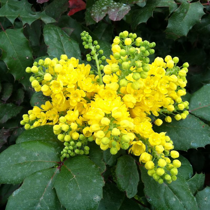 Partial Sun Boosts Growth Without Stressing Plants