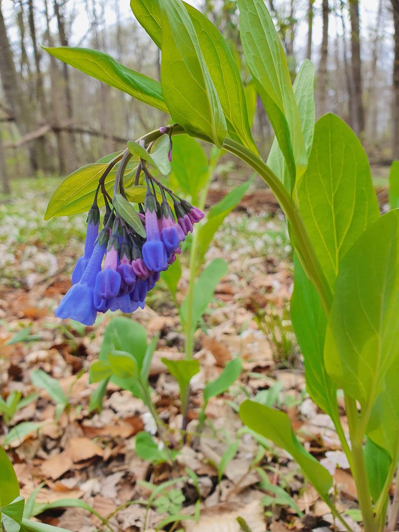 Native Plant Choices And Their Role In Early Season Success