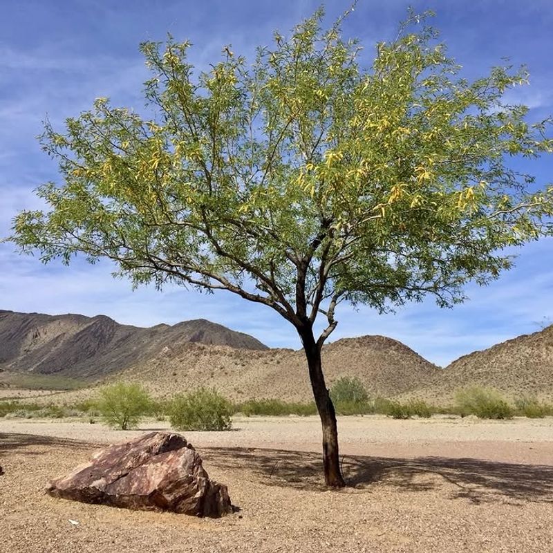 Light Green Leaflets Begin Unfolding In Small Clusters