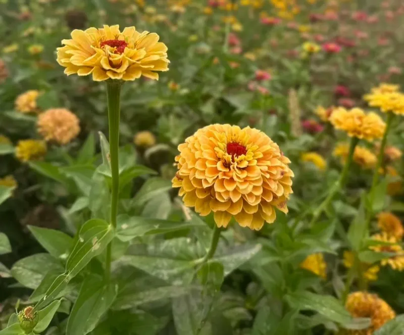 Common Mistakes To Avoid When Growing Zinnias