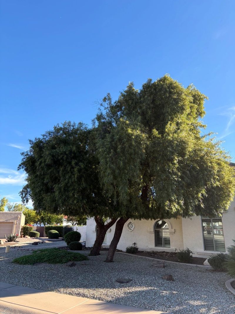 African Sumac Fills Out With Reliable Evergreen Shade