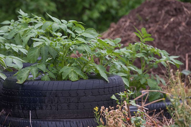 Tire Stack Planting That Turns Old Tires Into Potato Havens