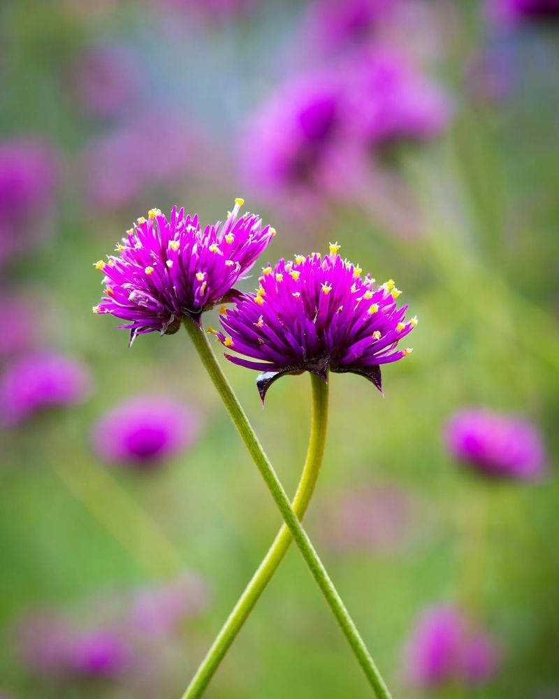 Gomphrena Brings Butterflies With Long-Lasting Globe Blooms