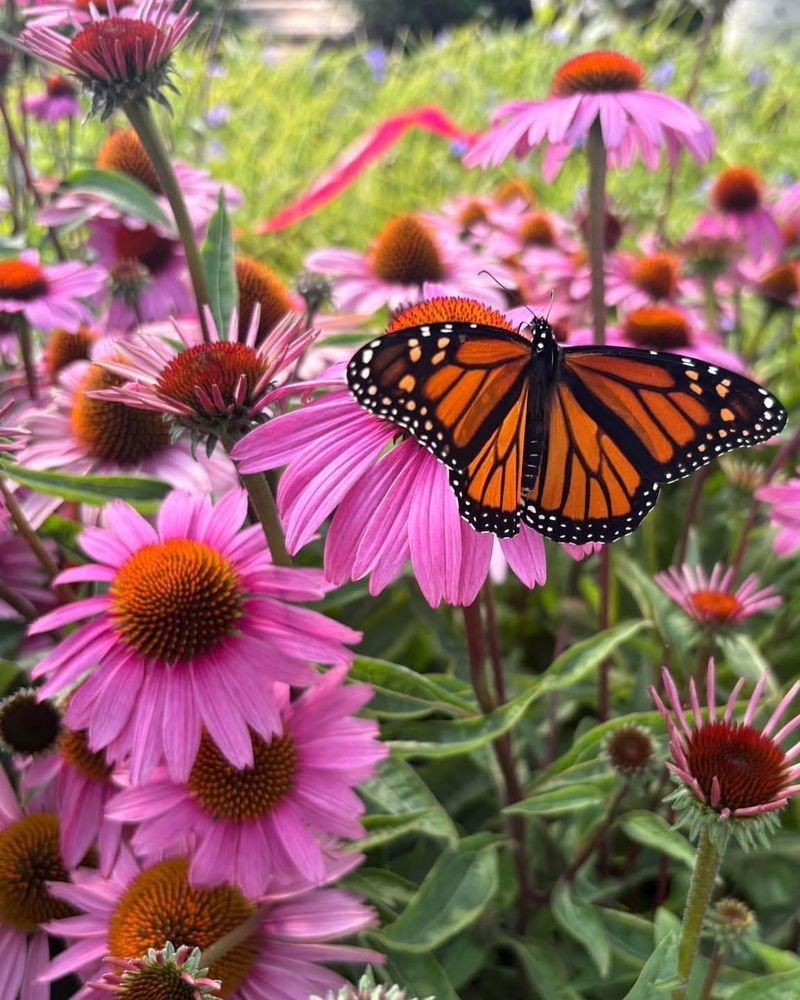 Attracts Pollinators Like Bees And Butterflies