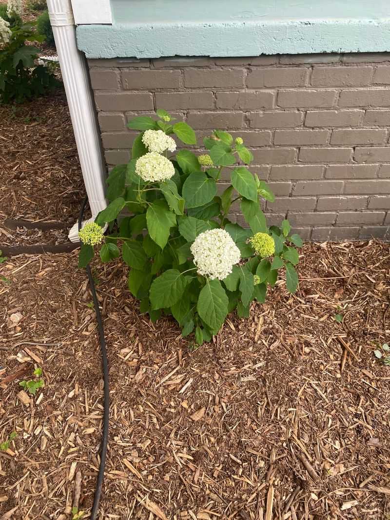 Low-Maintenance Beauty For Every Garden