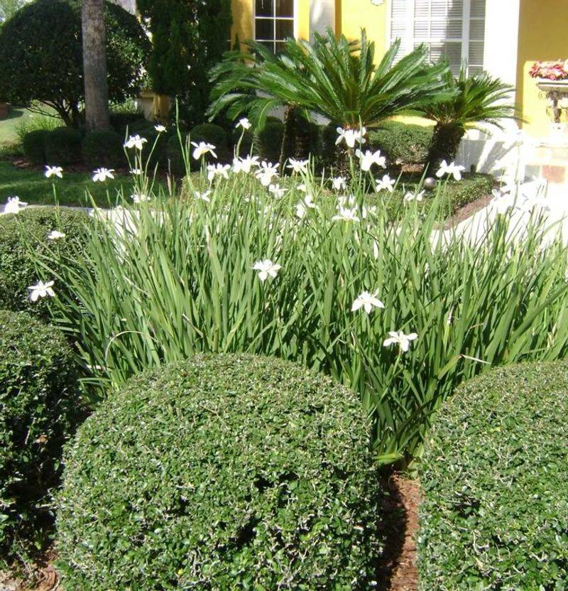 Keeps A Naturally Neat Rounded Shape