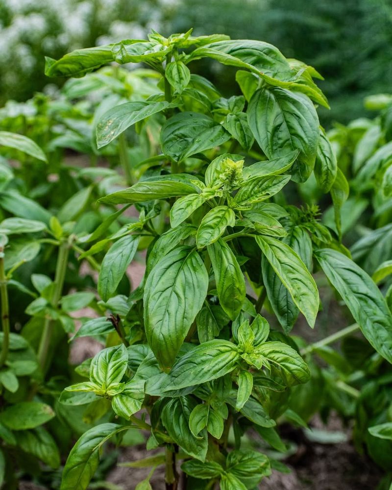 Basil 'Treviso'