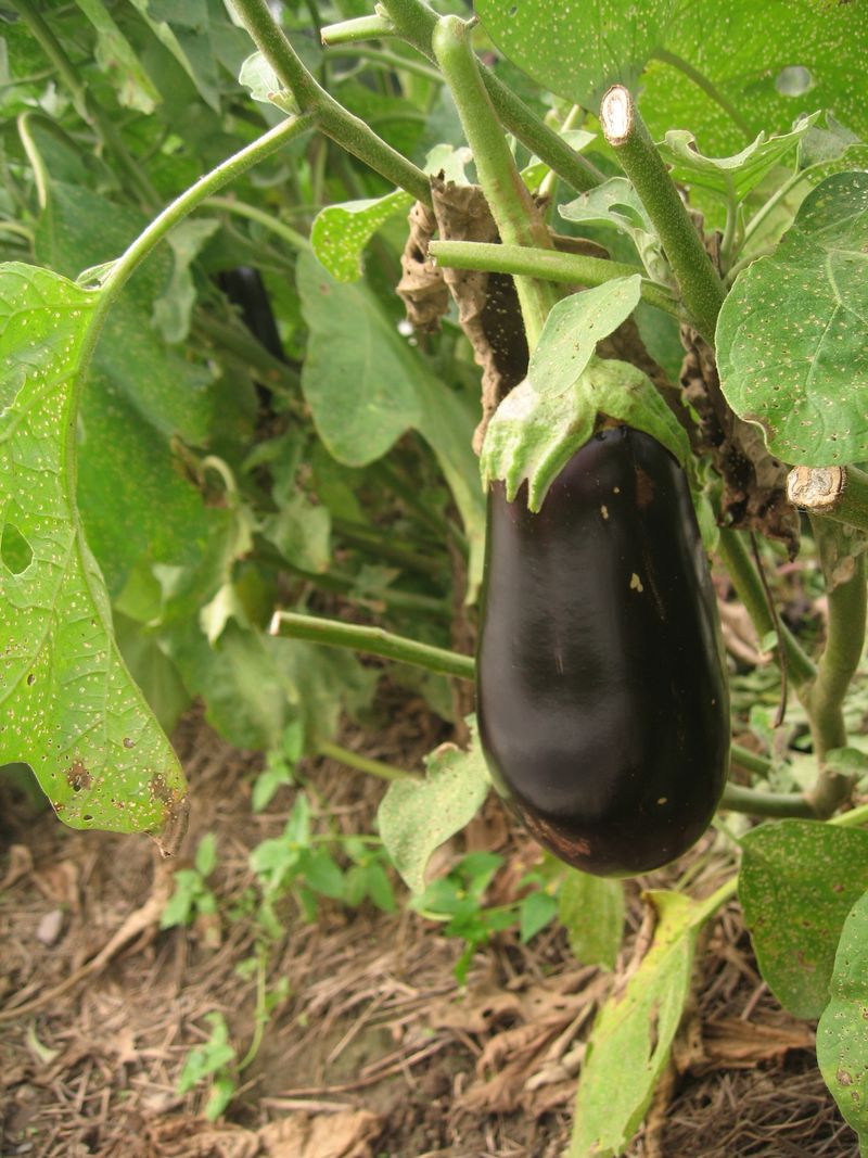 Eggplant