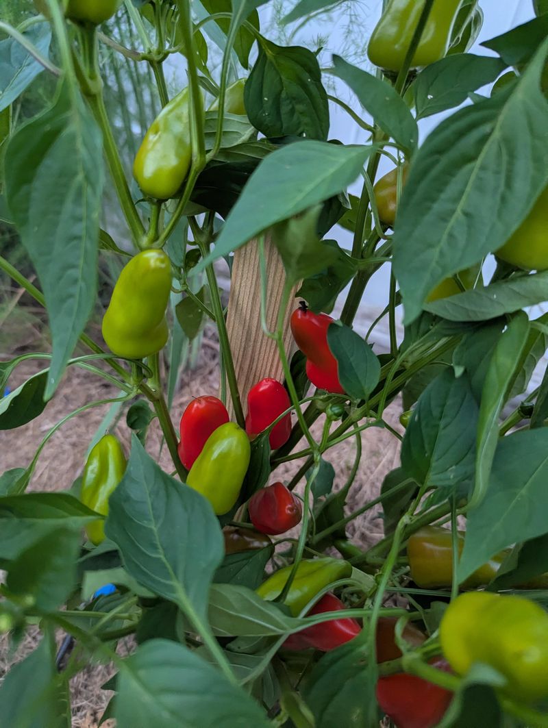 Peppers