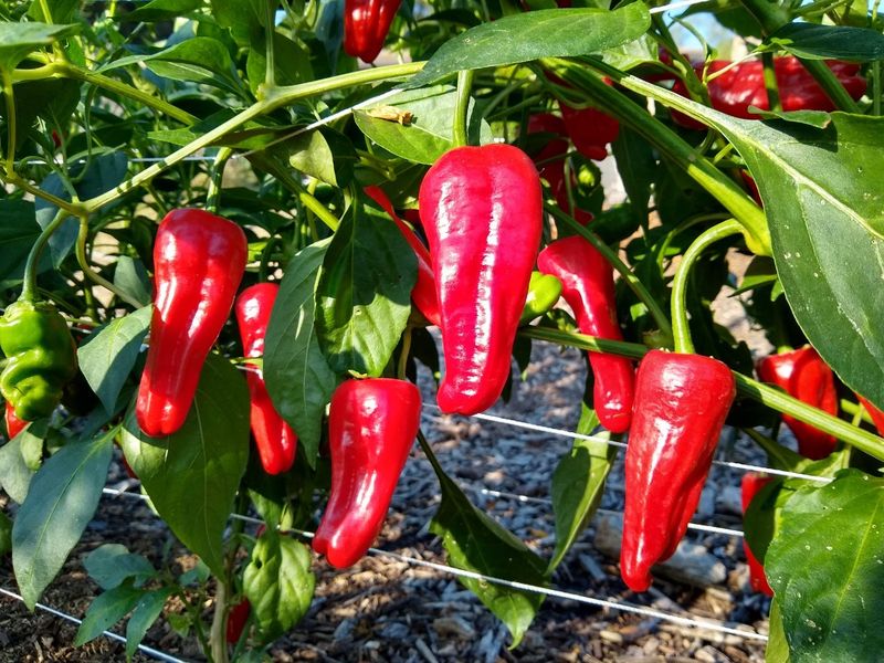 Peppers Love The Warming Sun