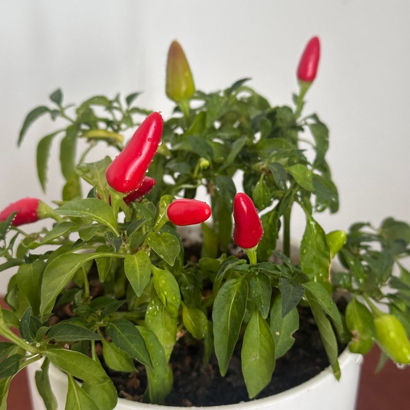 Peppers That Bring Heat And Color