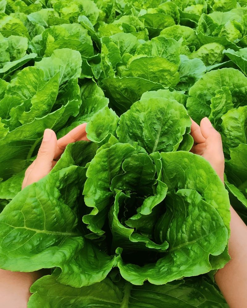 Lettuce (Especially Leaf Varieties)