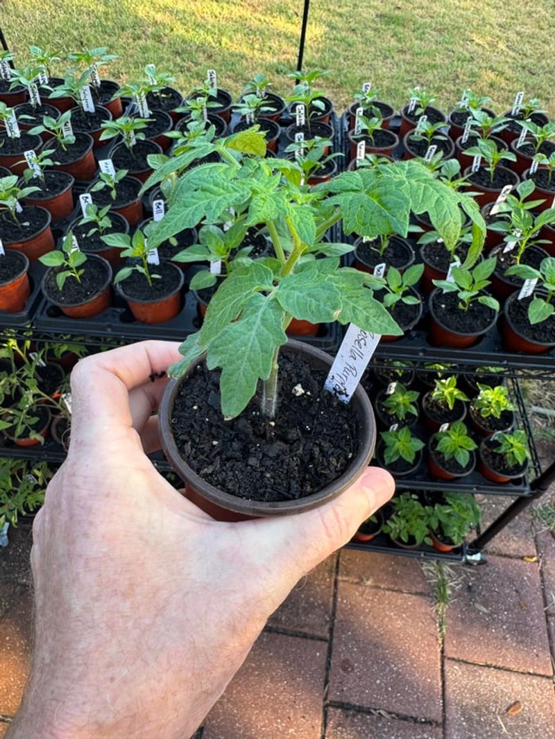 Harden Off Seedlings Before Moving Outdoors