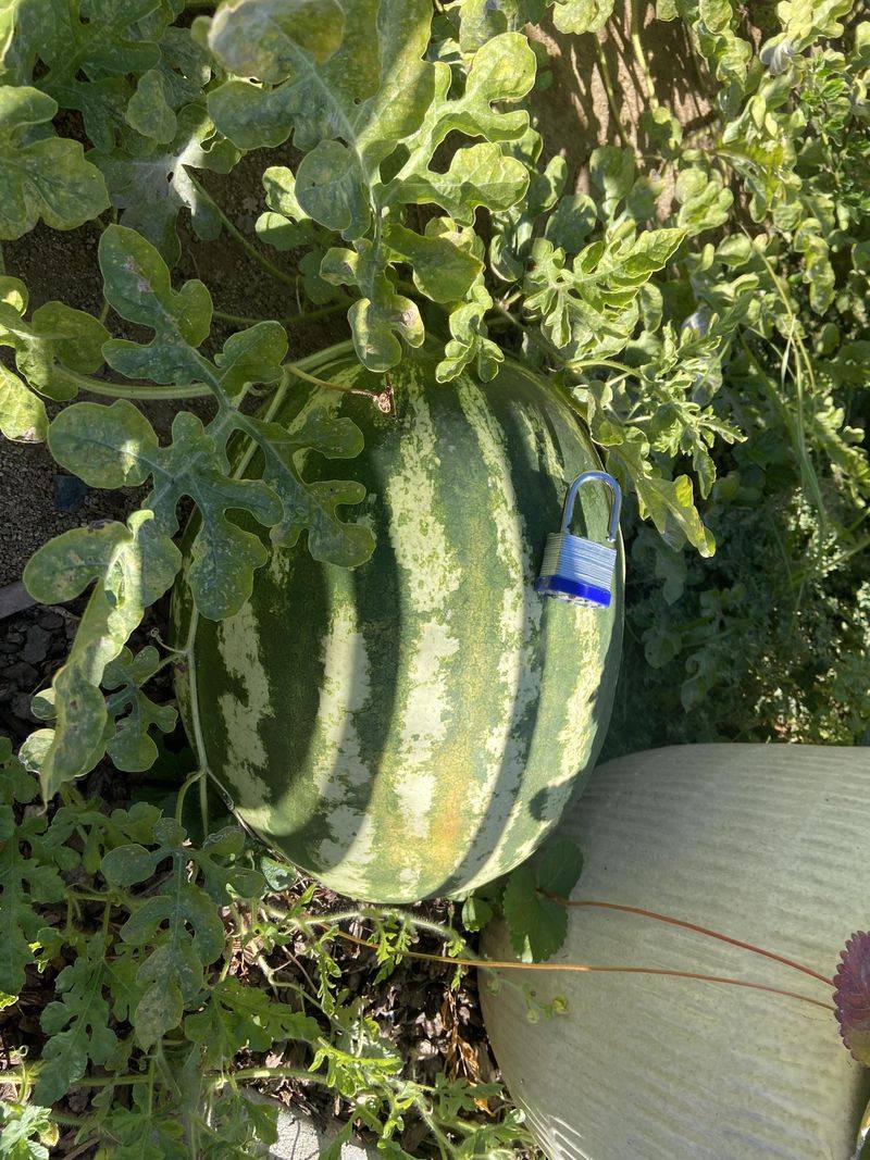 Watermelon Spreads Out In Georgia's Warm Garden Soil