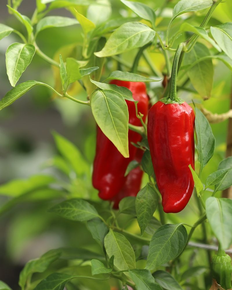 Peppers Benefit From Early Indoor Germination