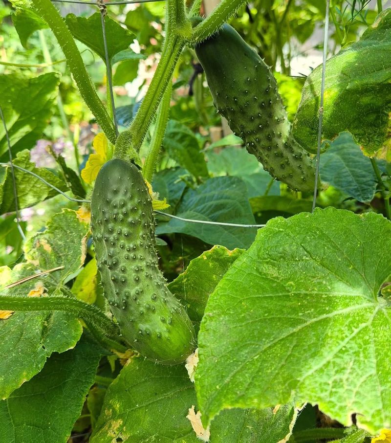 Cucumbers Grow Quickly And Keep Producing Through Summer