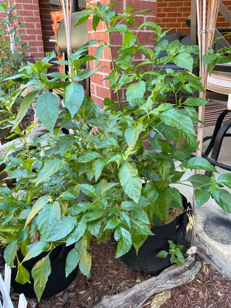 Peppers Bring Bold Flavors And Grow Strong Indoors First