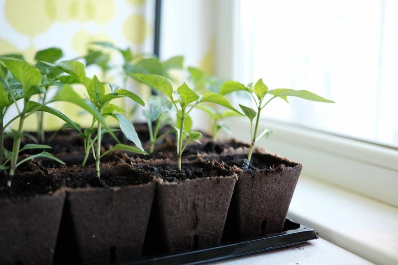 Peppers Bring Bold Flavors And Grow Quickly Indoors First