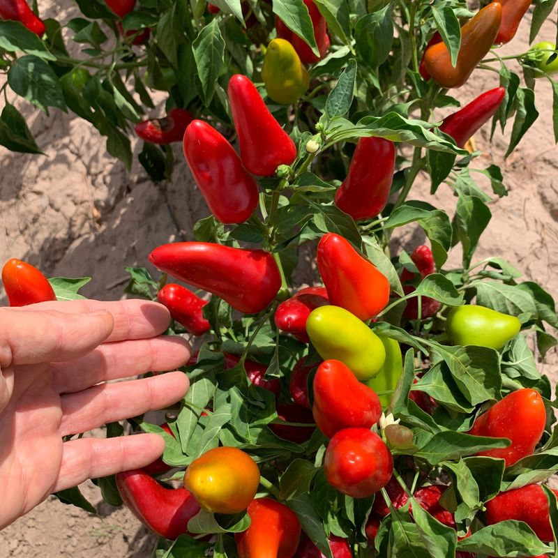 Peppers With A Little Kick Of Fun