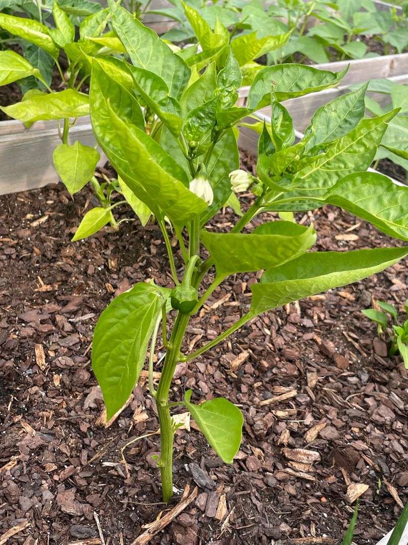 Peppers Add Color And Flavor To Spring Gardens