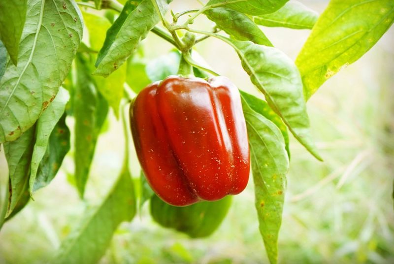 Peppers (Capsicum annuum)