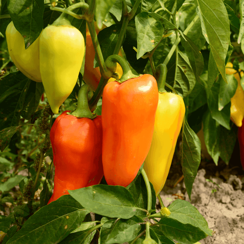Peppers (Bell And Hot)