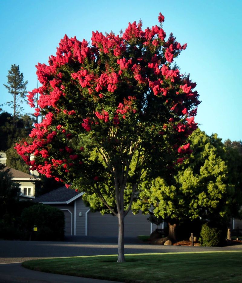 Arapaho Delivers Classic Red Flowers On A Strong Tree Form