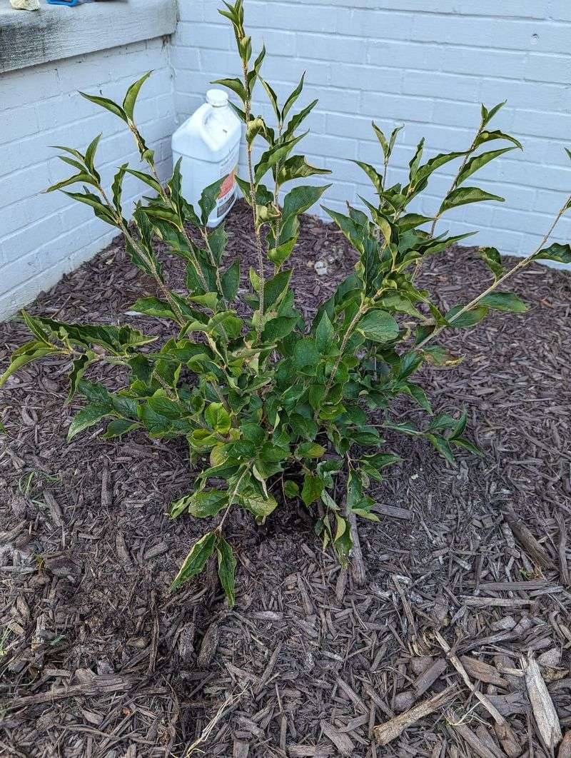 Healthy Planting Habits Help Lilacs Thrive In Ohio Gardens