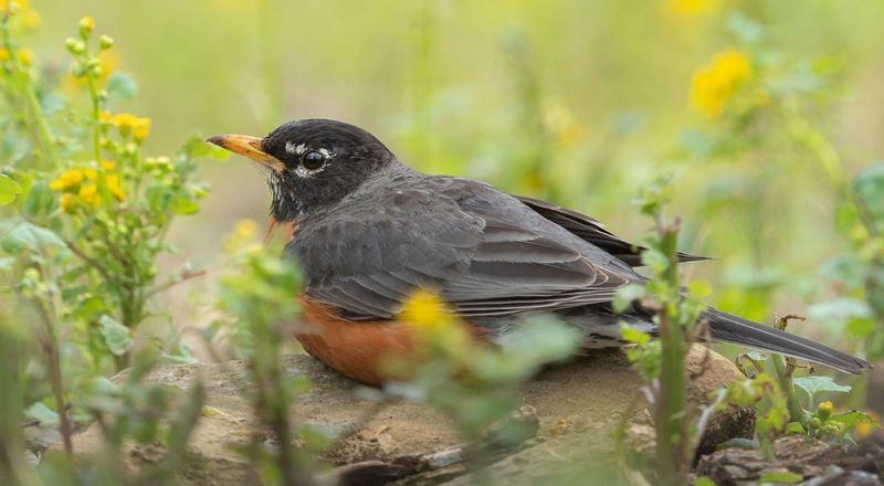 Pesticides And Herbicides Are Reducing Insects Birds Need