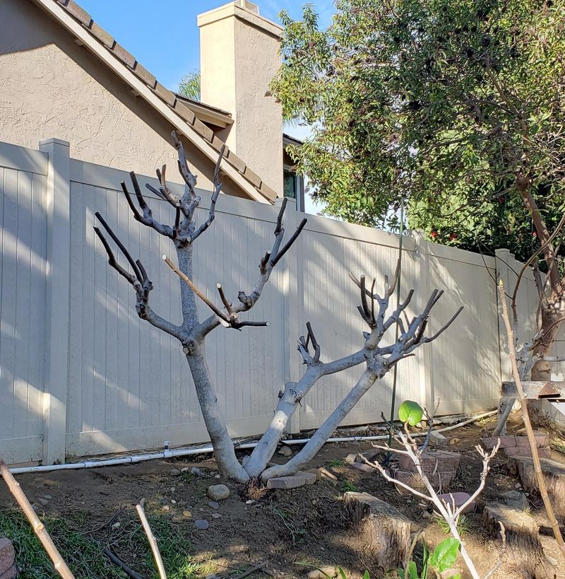 Incorrect Pruning Practices