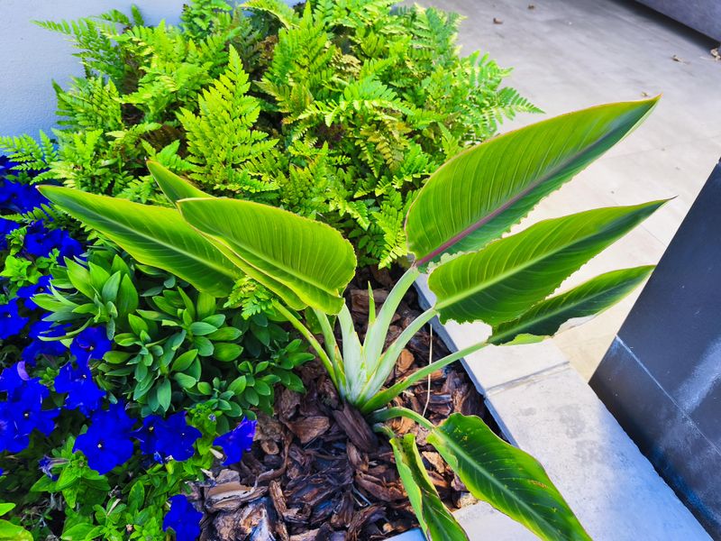 Immature Plants Need Time Before They Start Blooming
