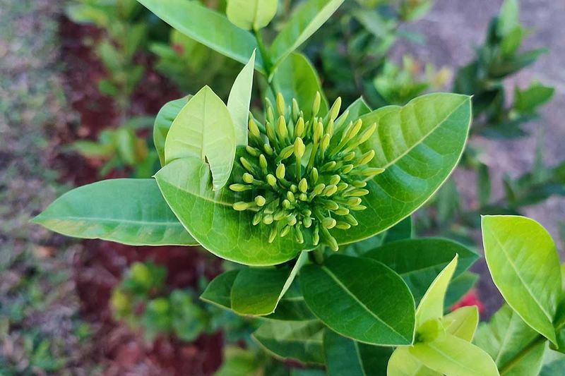 Soggy Soil Can Hold Ixora Back From The Start