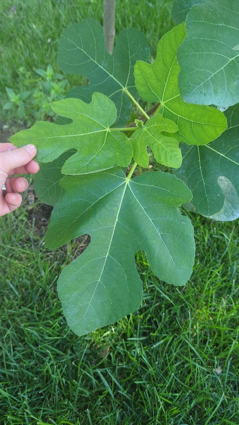 Extra Nitrogen Can Push Growth Instead Of Fruit