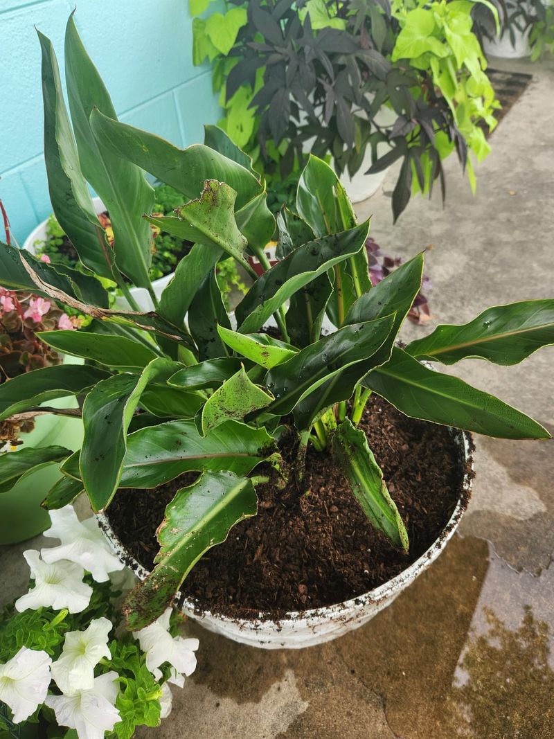 Overwatering Keeps The Plant Focused On Growth Instead Of Blooms