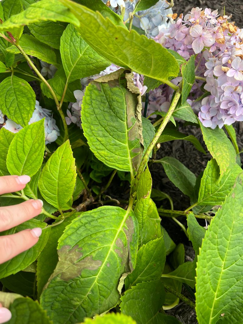 Overfertilizing Pushes Leaf Growth Instead Of Blooms