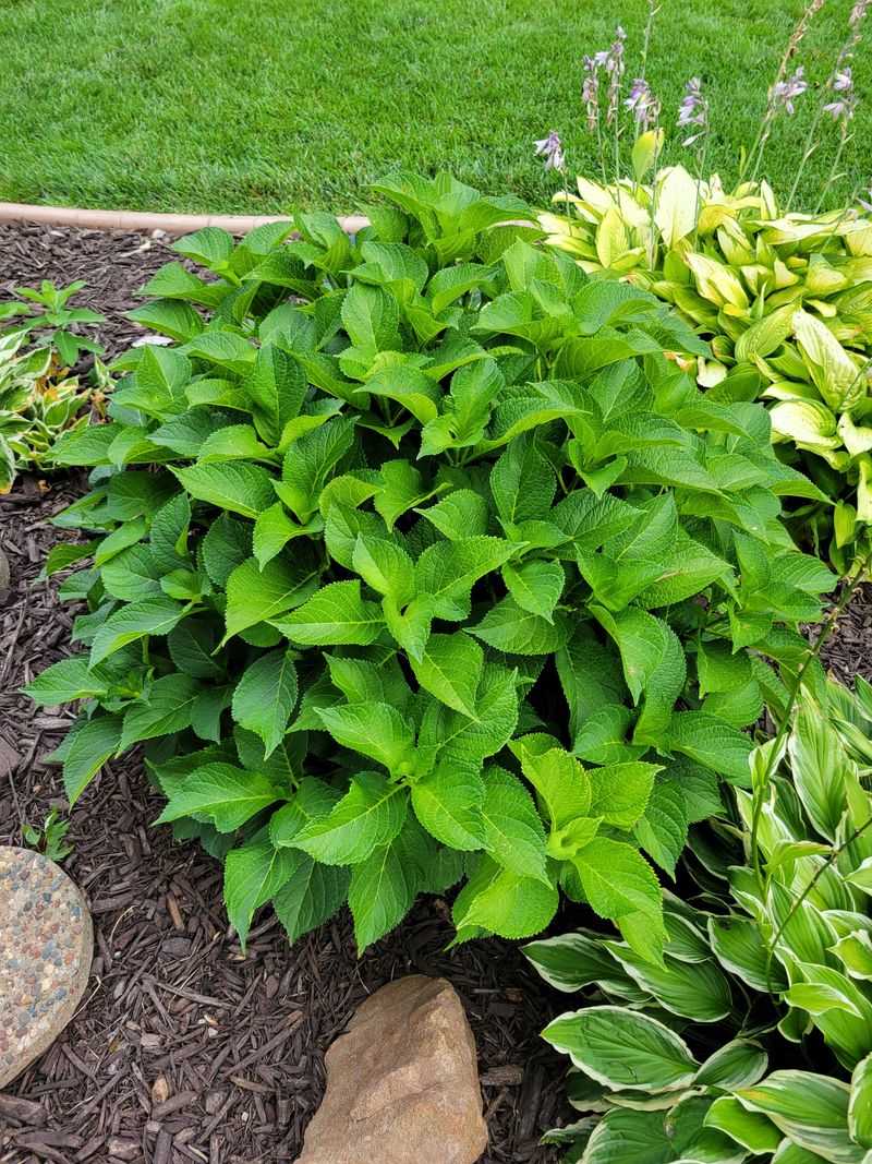 Excess Nitrogen Fertilizer Pushes Leaves Instead Of Blooms