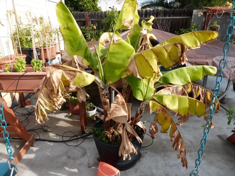 Bad Watering Ruins The Roots