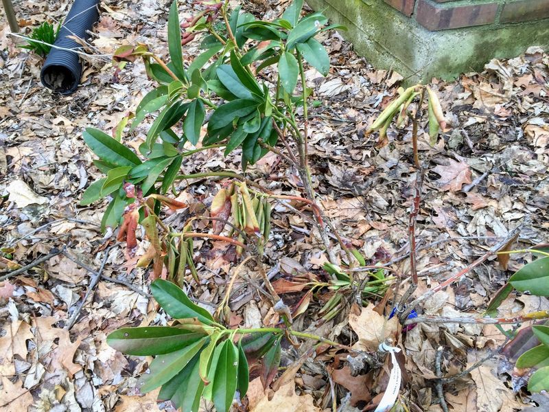 Poor Drainage Can Quietly Weaken The Entire Shrub