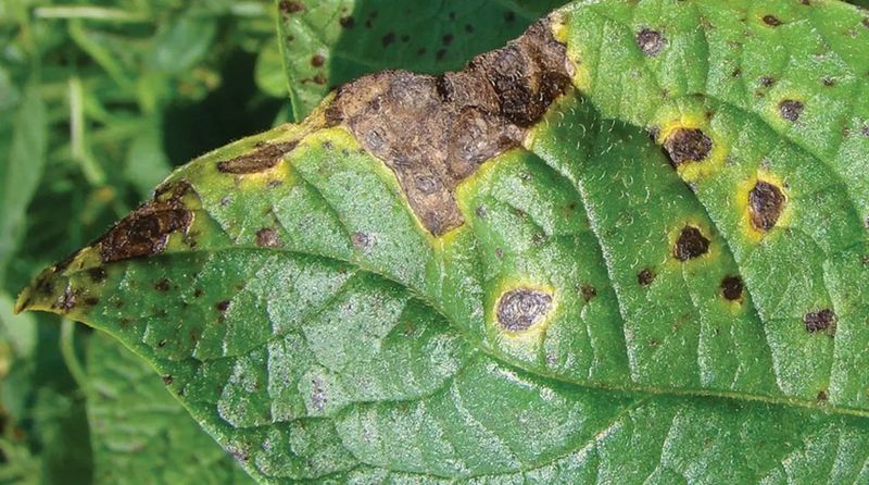 Root Stress Can Show Up In The Leaves First